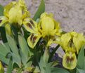 Ирис "Бии Уингс" (Iris Bee Wings) — фото 3