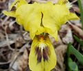 Ирис "Бии Уингс" (Iris Bee Wings) — фото 4