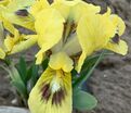 Ирис "Бии Уингс" (Iris Bee Wings) — фото 5