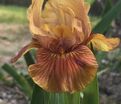 Ирис "Блинкин" (Iris Blinkin) — фото 2