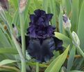Ирис "Блэк ис Блэк" (Iris Black Is Black) — фото 2