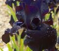 Ирис "Блэк Сьютед" (Iris Black Suited) — фото 5