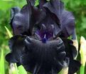 Ирис "Блэк Сьютед" (Iris Black Suited) — фото 6