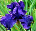 Ирис "Блю Крусайдер" (Iris Blue Crusader) — фото 3