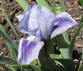 Ирис "Бонни Бэйб" (Iris Bonnie Babe) — фото 2
