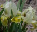 Ирис "Брайт Спринг" (Iris Bright Spring) — фото 3