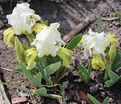 Ирис "Брайт Спринг" (Iris Bright Spring) — фото 4
