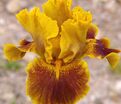 Ирис "Брат" (Iris Brat) — фото 2
