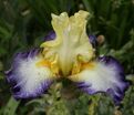 Ирис "Бэль Авенир" (Iris Bel Avenir) — фото 4