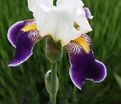 Ирис "Вабаш" (Iris Wabash) — фото 3