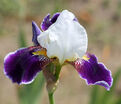 Ирис "Вабаш" (Iris Wabash) — фото 6