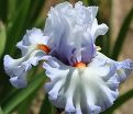 Ирис "Вотерлайн" (Iris Waterline) — фото 3