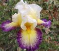 Ирис "Галопад" (Iris Galopade) — фото 2