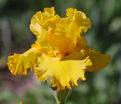 Ирис "Голд Галор" (Iris Gold Galore) — фото 4