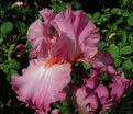 Ирис "Гортензия Роз" (Iris Hortensia Rose) — фото 3