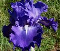 Ирис "Гранд Амирал" (Iris Grand Amiral) — фото 6