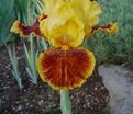 Ирис "Даззлинг Голд" (Iris Dazzling Gold) — фото 3