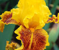 Ирис "Даззлинг Голд" (Iris Dazzling Gold) — фото 8