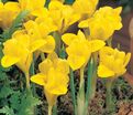 Ирис "Данфорда" (Iris danfordiae) — фото 5