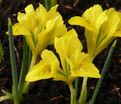 Ирис "Данфорда" (Iris danfordiae) — фото 7