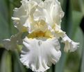Ирис "Девоншир Крим" (Iris Devonshire Cream) — фото 3