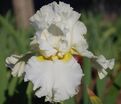 Ирис "Девоншир Крим" (Iris Devonshire Cream) — фото 5