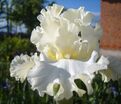 Ирис "Девоншир Крим" (Iris Devonshire Cream) — фото 6