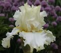 Ирис "Девоншир Крим" (Iris Devonshire Cream) — фото 7
