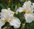 Ирис "Девоншир Крим" (Iris Devonshire Cream) — фото 8