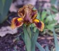 Ирис "Джинджебрэд Трим" (Iris Gingerbread Trim) — фото 2