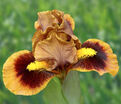 Ирис "Джинджебрэд Трим" (Iris Gingerbread Trim) — фото 3