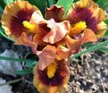 Ирис "Джинджебрэд Трим" (Iris Gingerbread Trim) — фото 4