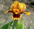 Ирис "Джинджебрэд Трим" (Iris Gingerbread Trim) — фото 5