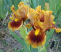 Ирис "Джинджебрэд Трим" (Iris Gingerbread Trim) — фото 6