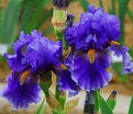Ирис "Дип Дарк Сикрет" (Iris Deep Dark Secret) — фото 2