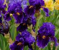Ирис "Дип Дарк Сикрет" (Iris Deep Dark Secret) — фото 3