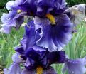 Ирис "Дип Дарк Сикрет" (Iris Deep Dark Secret) — фото 4