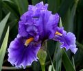 Ирис "Дип Дарк Сикрет" (Iris Deep Dark Secret) — фото 5
