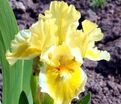 Ирис "Дэдикэйтид" (Iris Dedicated) — фото 2