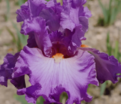 Ирис "Жуайёз Мод" (Iris Joyeuse Mode) — фото 2