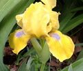 Ирис "Зиппер" (Iris Zipper) — фото 3