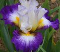 Ирис "Иризад" (Iris Irisades) — фото 2