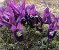 Ирис сетчатый "Паулина" (Iris reticulata Pauline) — фото 2