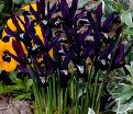 Ирис сетчатый "Паулина" (Iris reticulata Pauline) — фото 3