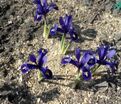 Ирис сетчатый "Пикси" (Iris reticulata Pixie) — фото 2