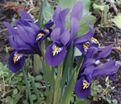 Ирис сетчатый "Пикси" (Iris reticulata Pixie) — фото 3