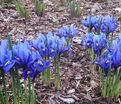 Ирис сетчатый "Хармони" (Iris reticulata Harmony) — фото 2