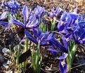 Ирис сетчатый "Хармони" (Iris reticulata Harmony) — фото 3