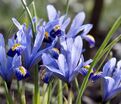 Ирис сетчатый "Хармони" (Iris reticulata Harmony) — фото 4
