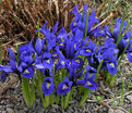 Ирис сетчатый "Хармони" (Iris reticulata Harmony) — фото 5